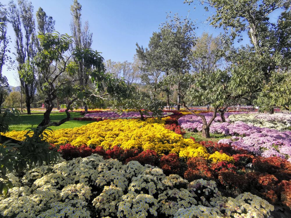2021年北京植物园菊花展 香山红叶节最新播报及枫叶哪里找攻略