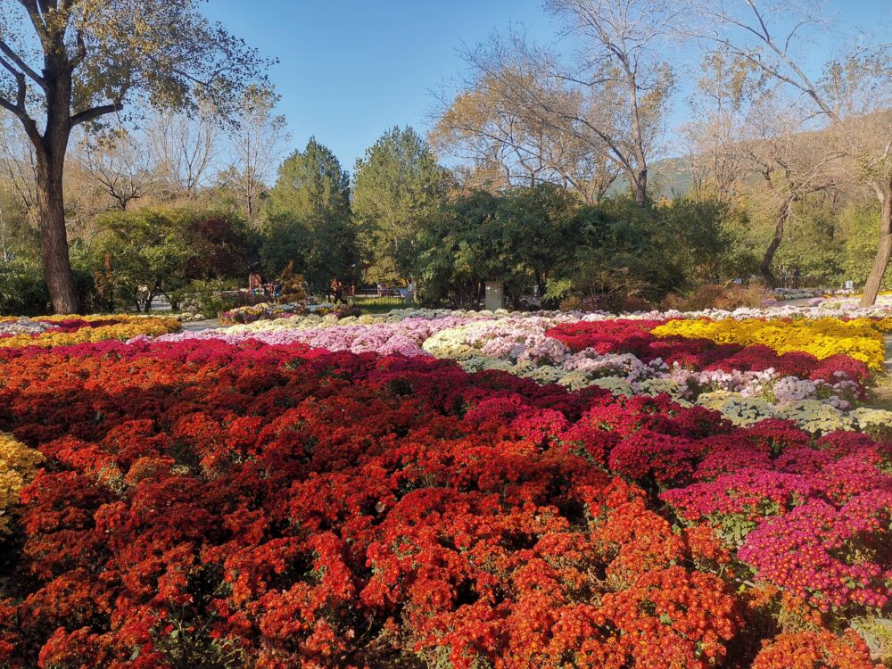 2021年北京植物园菊花展 香山红叶节最新播报及枫叶哪里找攻略