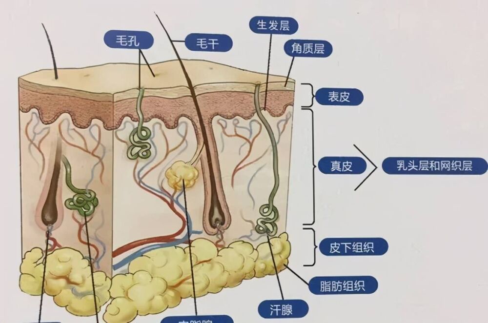 毛孔粗大很心烦？办法来了，轻松搞定