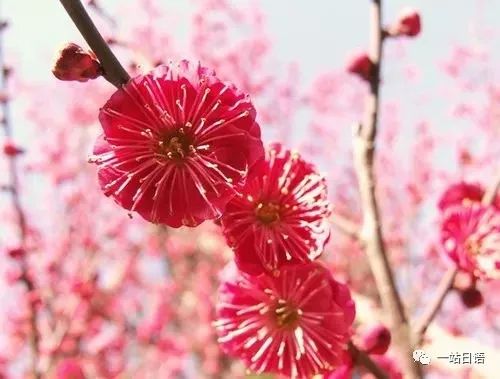 日语中不同花的“落花”的表达方式，你都知道么？