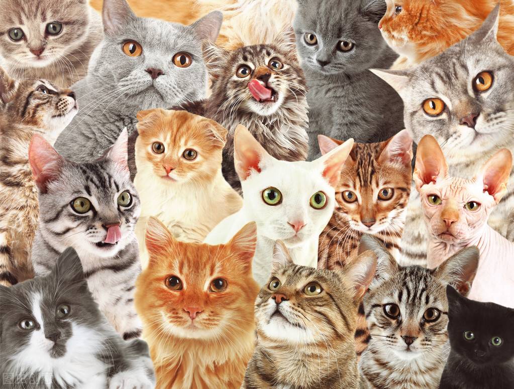 猫咪性格大盘点：8种常见品种猫性格分析，你家是哪种？
