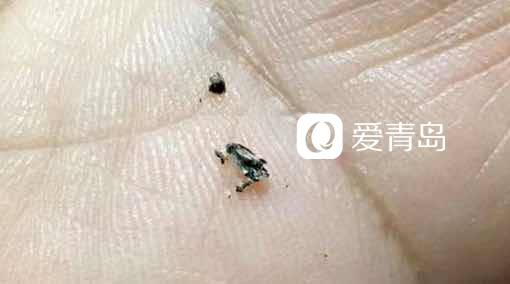 佳世客买雅培奶粉喝出虫子？厂家、店家说法挺一致：请证明