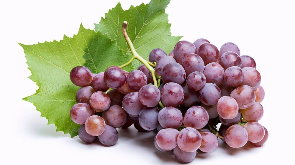 8月葡萄满园飘香，正是鲜嫩甘甜时！但你真的了解葡萄吗？