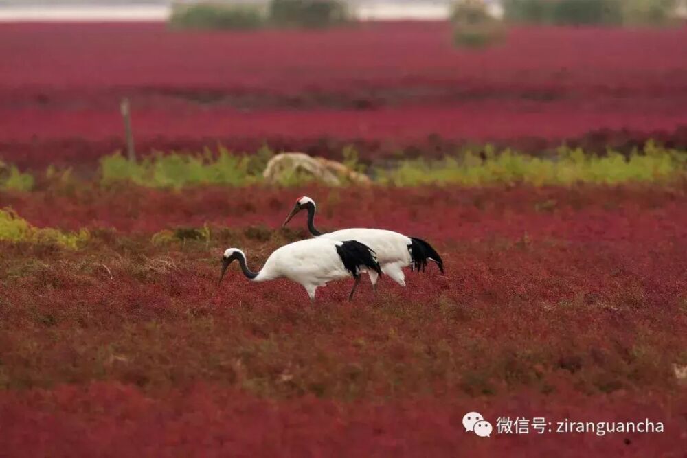 72个含有“鹤”字的成语