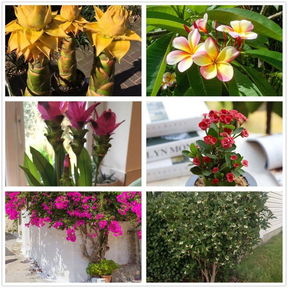 很适合在南方栽种的6类花卉，高温暴晒会开花更好，地栽长得更好