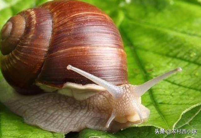 如何提高蜗牛的存活率？蜗牛的养殖技巧
