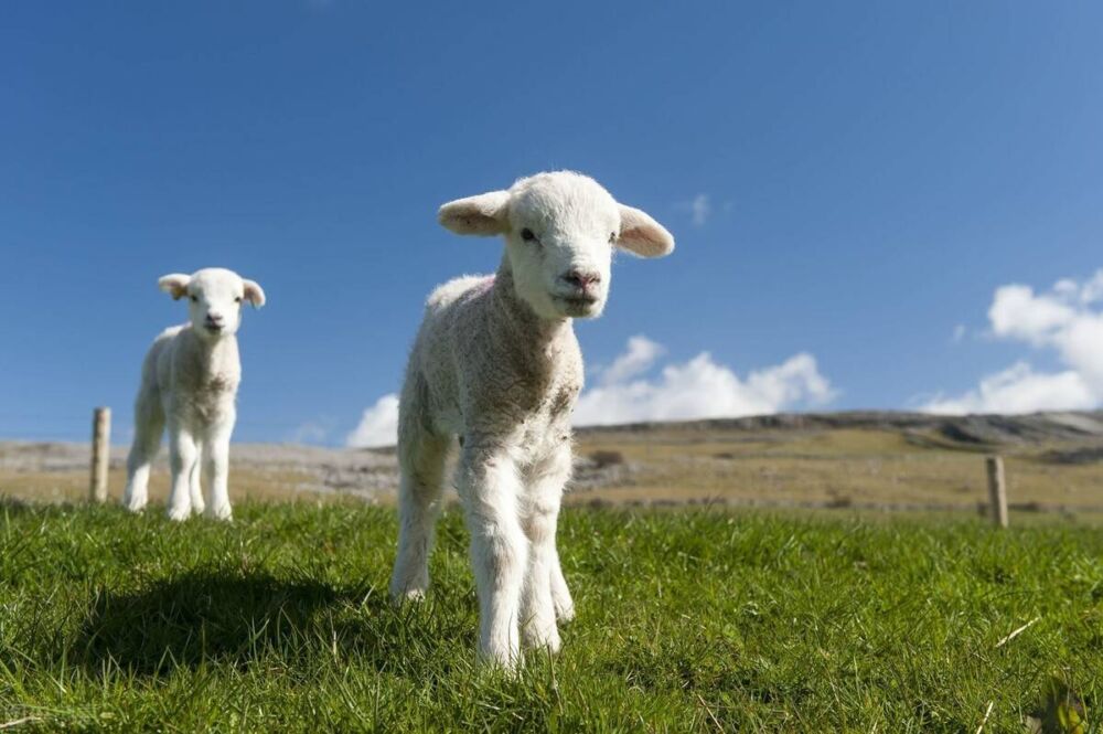养殖界没人会告诉你的选羊技巧，今天公开了，看完一定收藏