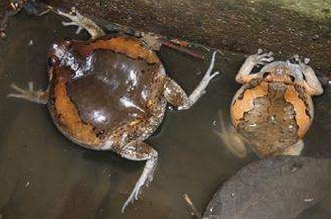 新《小蝌蚪找妈妈》，十二种常见蛙类简介
