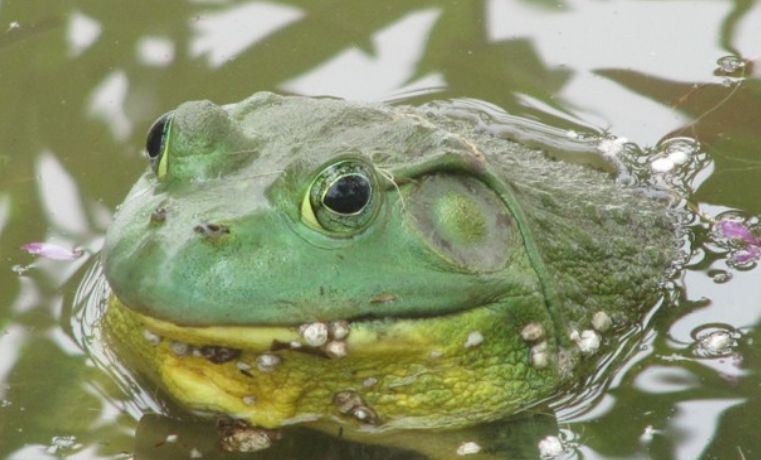 新《小蝌蚪找妈妈》，十二种常见蛙类简介