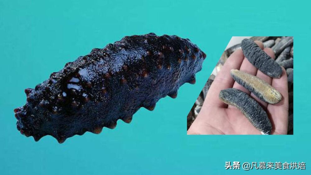 海参种类有140多种可食用的才20来种，有哪些？哪种最好吃？