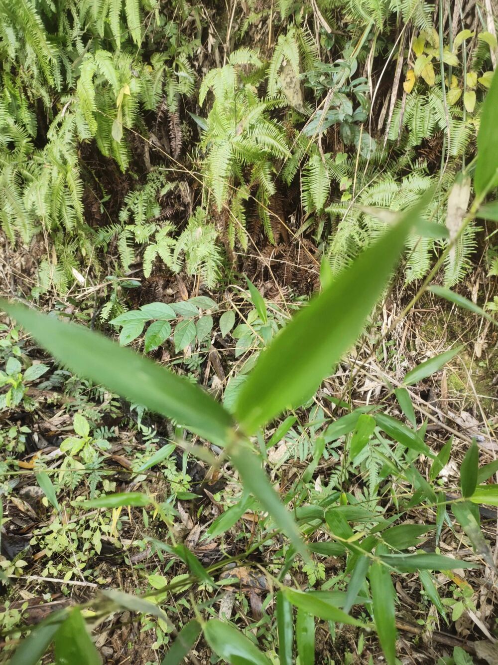 秋天的叶子