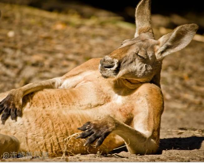 袋鼠-Kangaroo是什么意思？数量超过人口2倍，肉可以吃