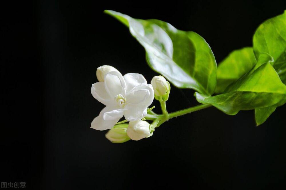 养茉莉也要用心，记住3要点，才能花开爆盆