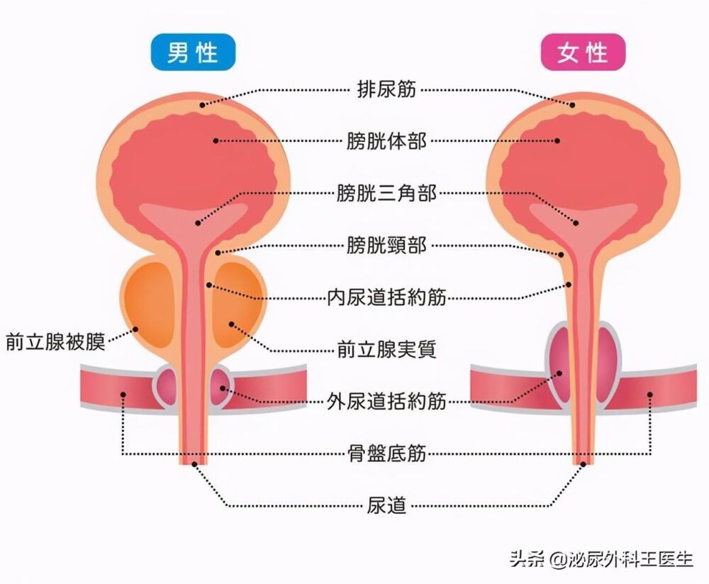 女性也有前列腺？为何只有男性发病？其中原因医生一次讲清