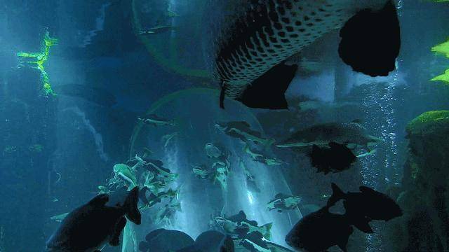 走进威海“海底世界”，开启奇妙“探险之旅”