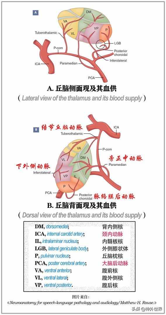 基础|重要神经结构的血供示意图