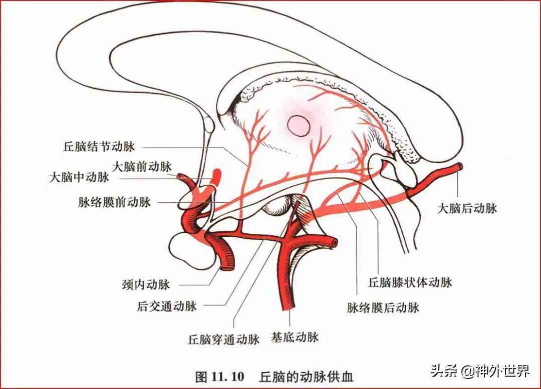 基础|重要神经结构的血供示意图