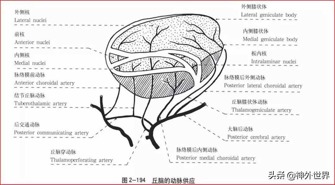 基础|重要神经结构的血供示意图