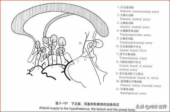 基础|重要神经结构的血供示意图