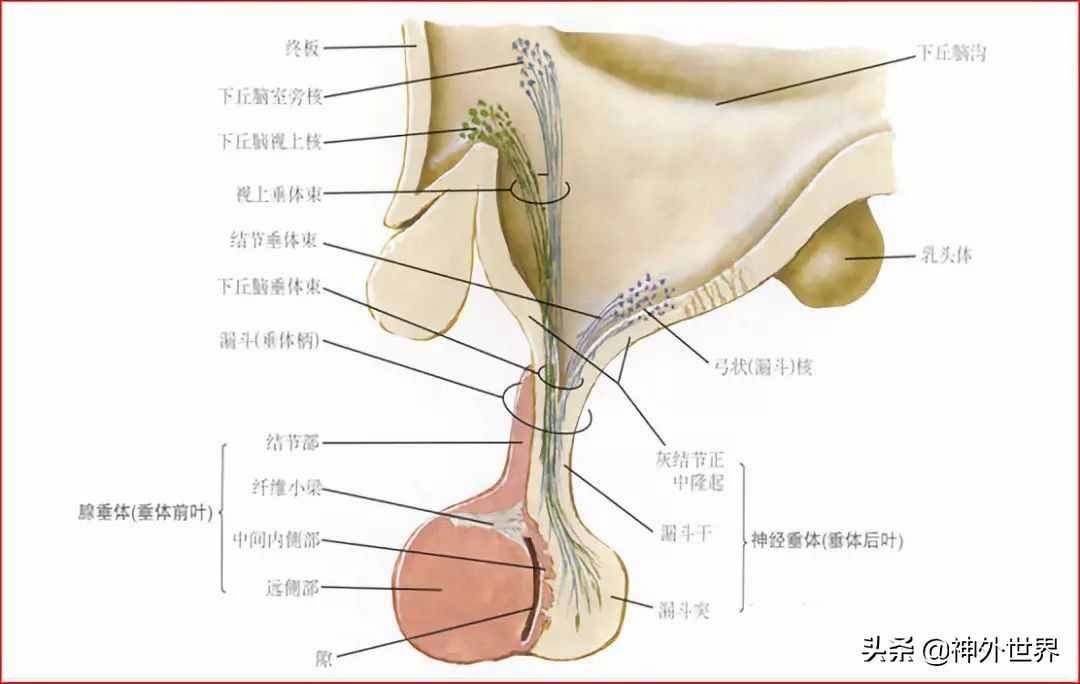 基础|重要神经结构的血供示意图