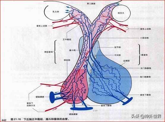 基础|重要神经结构的血供示意图