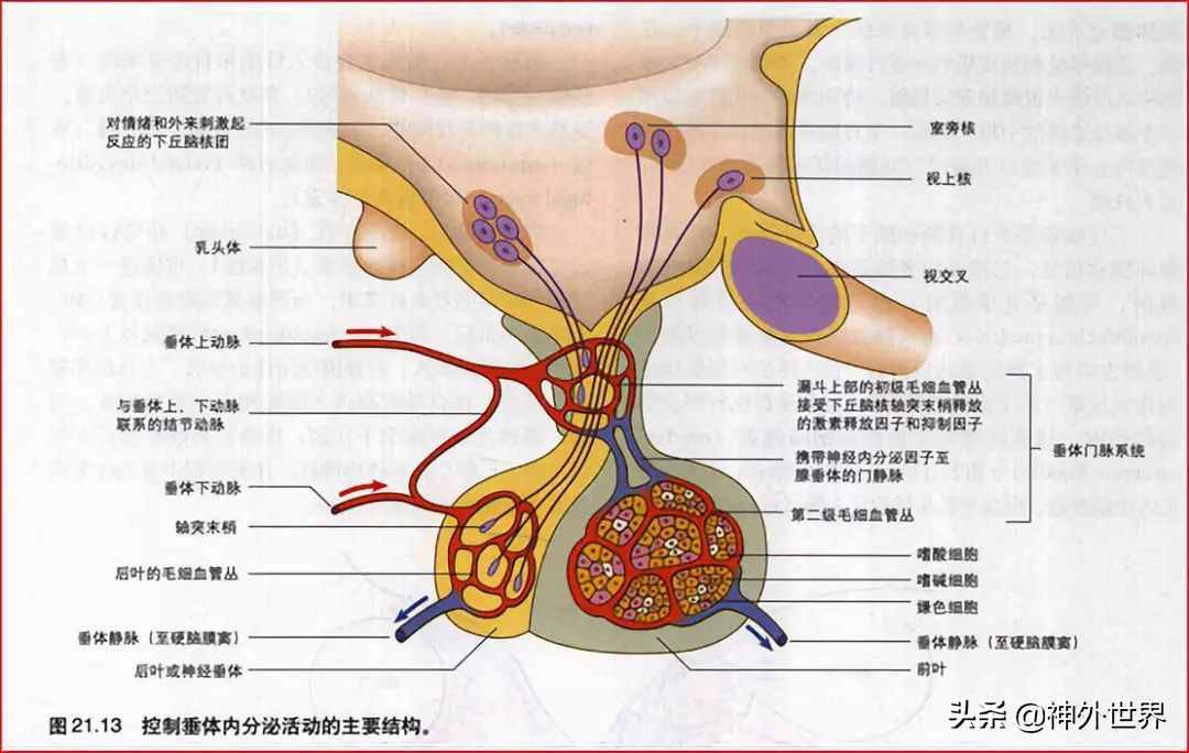 基础|重要神经结构的血供示意图