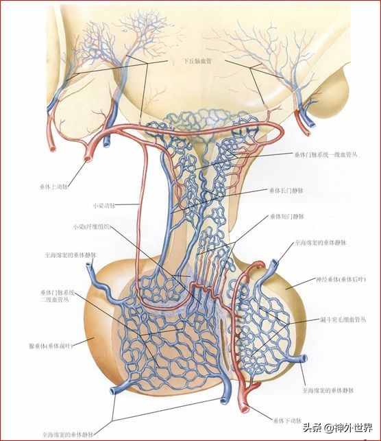 基础|重要神经结构的血供示意图