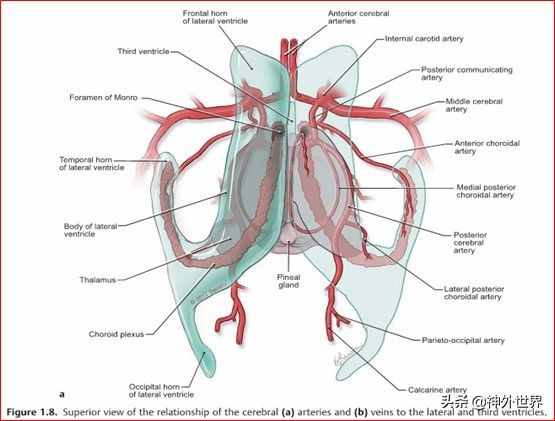 基础|重要神经结构的血供示意图