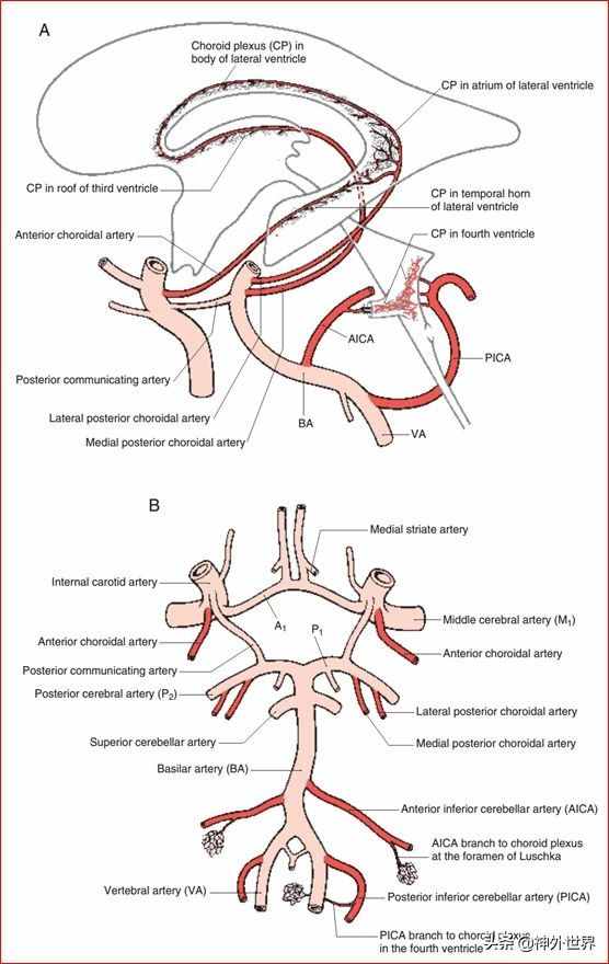 基础|重要神经结构的血供示意图