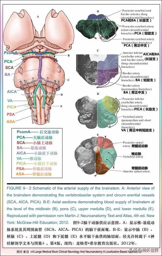 基础|重要神经结构的血供示意图