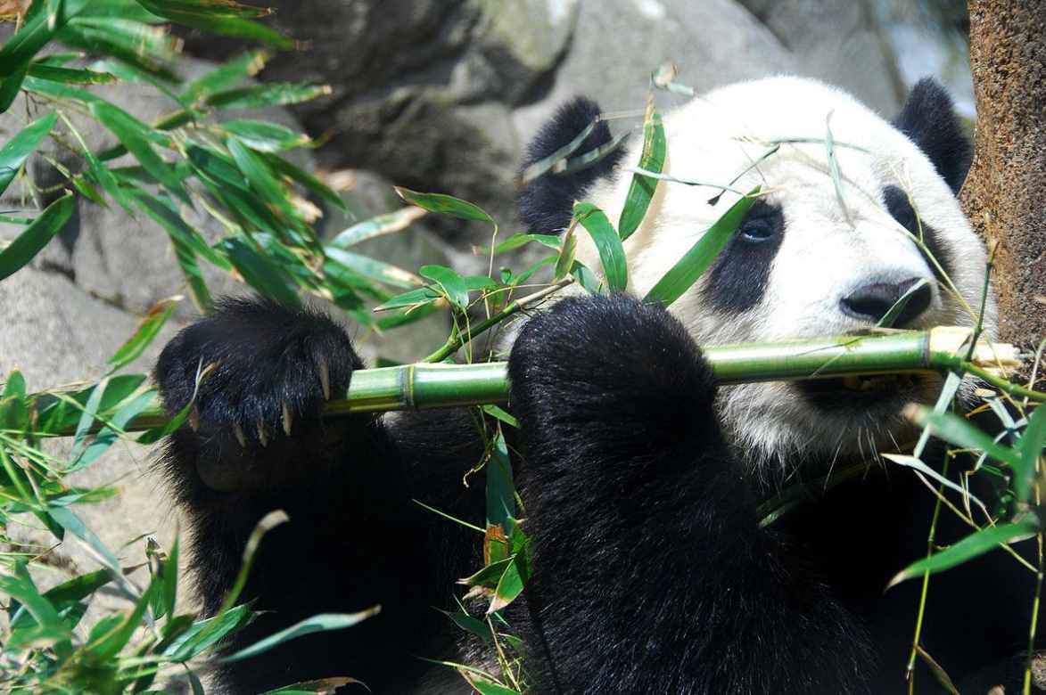 野生大熊猫增至1864只，会不会迁徙邻国，成非中国独有物种？