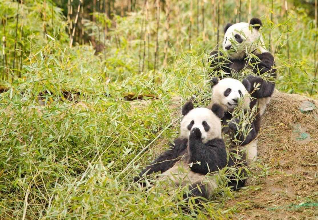 野生大熊猫增至1864只，会不会迁徙邻国，成非中国独有物种？