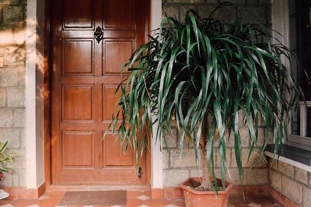 常见的几种龙血树属植物，特容易混淆，还容易被误以为是竹子