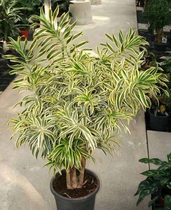 常见的几种龙血树属植物，特容易混淆，还容易被误以为是竹子
