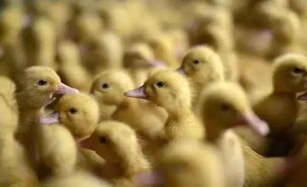 鸭子一个半月就能出栏，养殖一万只鸭子能盈利多少？