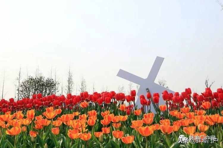 蚌埠市将在今年国庆期间举办第三届蚌埠花卉博览会