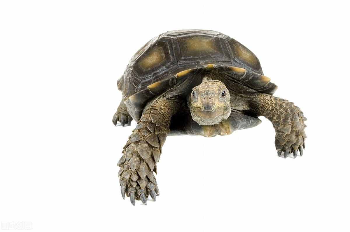 靴脚陆龟《黒靴陆龟和棕靴陆龟》亚洲最大的陆龟品种，这就是玄武