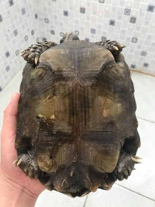 靴脚陆龟《黒靴陆龟和棕靴陆龟》亚洲最大的陆龟品种，这就是玄武