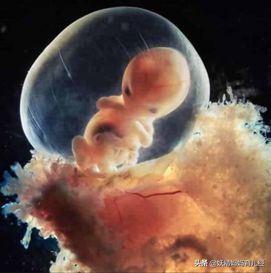 20张高清照片，记录胎儿发育全过程，让人感叹生命神奇，母爱伟大