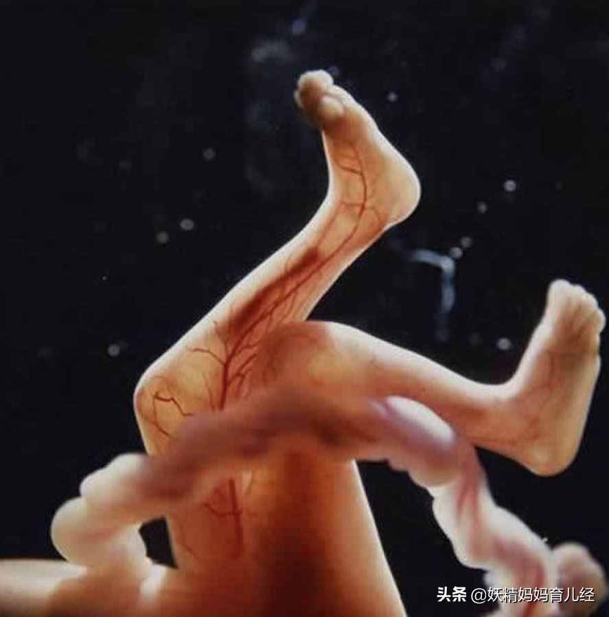 20张高清照片，记录胎儿发育全过程，让人感叹生命神奇，母爱伟大
