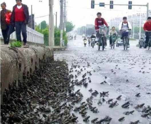 世界上最奇特的怪雨，英国苹果雨