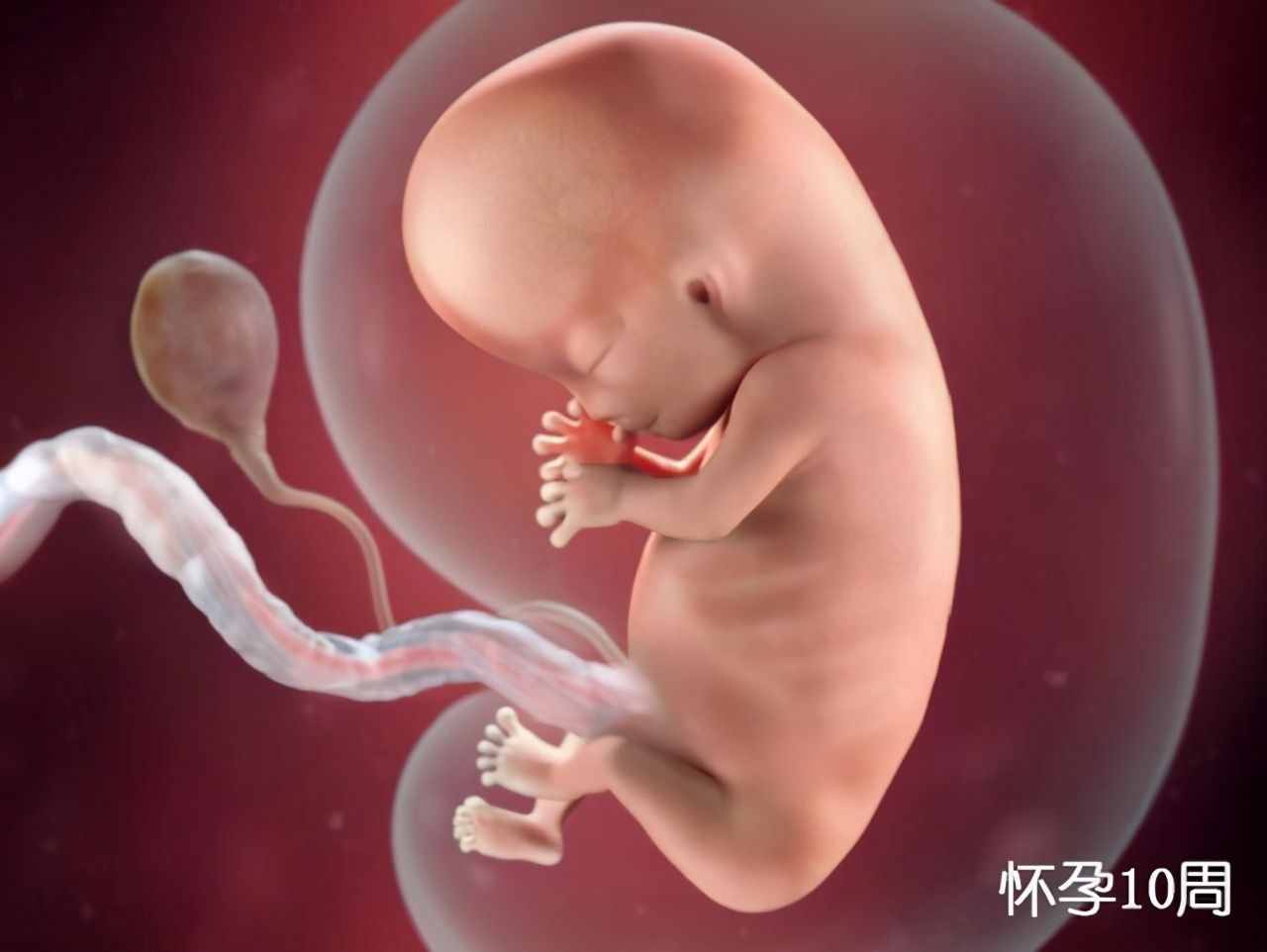 组图了解胎儿在子宫中生长过程：感觉我们都不容易，哪儿都没少长