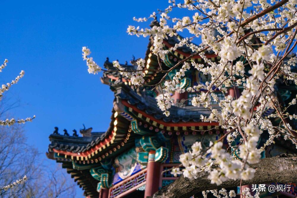 北京市内梨花盛开，万万没想到，就在世贸天阶，逛赏花两不误