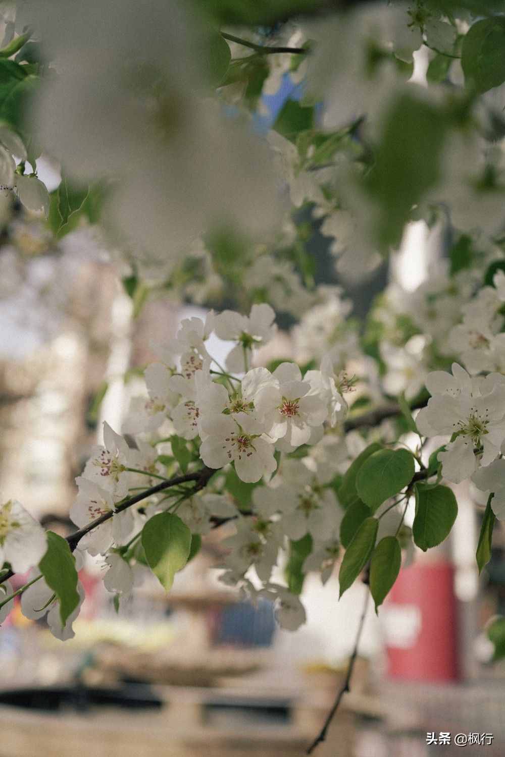 北京市内梨花盛开，万万没想到，就在世贸天阶，逛赏花两不误