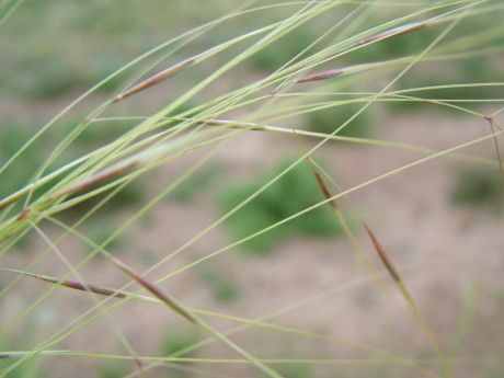 针茅：它果实上的狼针能像螺丝钉一样扎进绵羊的皮肤里