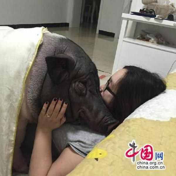 女子养猪当宠物 一微信号称其没有男友才与猪同睡