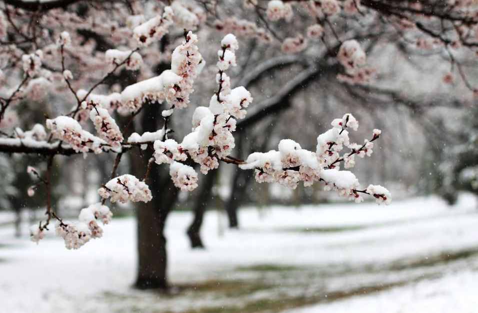 【诗词鉴赏】飞雪迎春到 瑞雪兆丰年