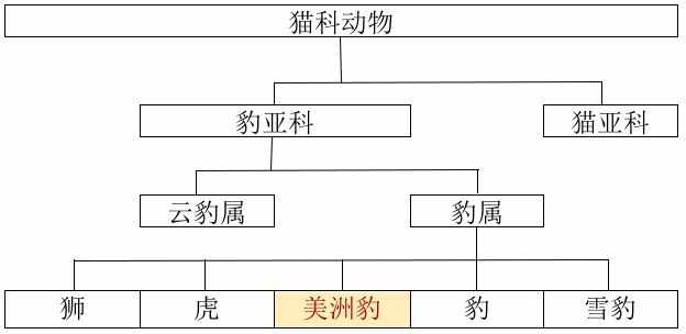 豹属里面的“全能手”：浅谈美洲虎的生态作用及所面临的危机