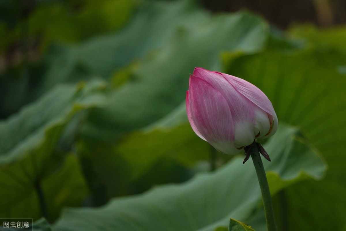 2014马年春晚节目单