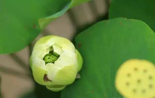 世界最全55种莲花 ! 太齐全太珍贵了 , 珍藏起来！